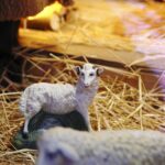 25.12.2019. Święty Krzyż. Szopka bożonarodzeniowa / Jarosław Kubalski / Radio Kielce