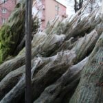 17.12.2019 Kazimierza Wielka. Choinki dla słuchaczy Radia Kielce / Marta Gajda / Radio Kielce