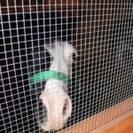 26.12.2019 Działoszyce. Żywa szopka / Marta Gajda / Radio Kielce