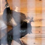 26.12.2019 Działoszyce. Żywa szopka / Marta Gajda / Radio Kielce