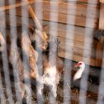 26.12.2019 Działoszyce. Żywa szopka / Marta Gajda / Radio Kielce