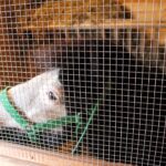 26.12.2019 Działoszyce. Żywa szopka / Marta Gajda / Radio Kielce