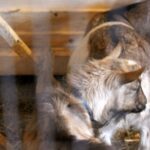 26.12.2019 Działoszyce. Żywa szopka / Marta Gajda / Radio Kielce