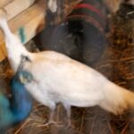 26.12.2019 Działoszyce. Żywa szopka / Marta Gajda / Radio Kielce