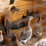 26.12.2019 Działoszyce. Żywa szopka / Marta Gajda / Radio Kielce