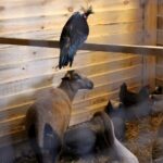 26.12.2019 Działoszyce. Żywa szopka / Marta Gajda / Radio Kielce