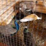 26.12.2019 Działoszyce. Żywa szopka / Marta Gajda / Radio Kielce