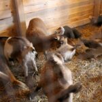 26.12.2019 Działoszyce. Żywa szopka / Marta Gajda / Radio Kielce