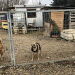 01.12.2019. Sandomierz. Pomoc  dla schroniska od KGW Chwałowianki / Grażyna-Szlęzak-Wójcik / Radio Kielce