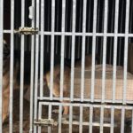 01.12.2019. Sandomierz. Pomoc  dla schroniska od KGW Chwałowianki / Grażyna-Szlęzak-Wójcik / Radio Kielce