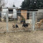 01.12.2019. Sandomierz. Pomoc  dla schroniska od KGW Chwałowianki / Grażyna-Szlęzak-Wójcik / Radio Kielce