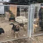 01.12.2019. Sandomierz. Pomoc  dla schroniska od KGW Chwałowianki / Grażyna-Szlęzak-Wójcik / Radio Kielce