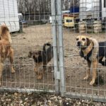 01.12.2019. Sandomierz. Pomoc  dla schroniska od KGW Chwałowianki / Grażyna-Szlęzak-Wójcik / Radio Kielce