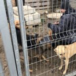 01.12.2019. Sandomierz. Pomoc  dla schroniska od KGW Chwałowianki / Grażyna-Szlęzak-Wójcik / Radio Kielce