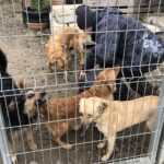 01.12.2019. Sandomierz. Pomoc  dla schroniska od KGW Chwałowianki / Grażyna-Szlęzak-Wójcik / Radio Kielce