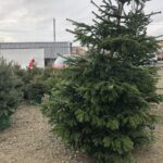 16.12.2019 Sandomierz. Choinki / Grażyna Szlęzak-Wójcik / Radio Kielce