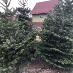 16.12.2019 Sandomierz. Choinki / Grażyna Szlęzak-Wójcik / Radio Kielce