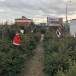 16.12.2019 Sandomierz. Choinki / Grażyna Szlęzak-Wójcik / Radio Kielce