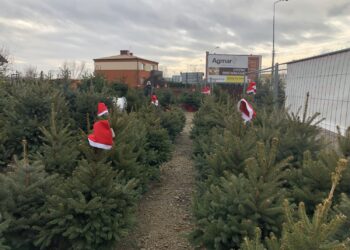 16.12.2019 Sandomierz. Choinki / Grażyna Szlęzak-Wójcik / Radio Kielce