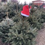 16.12.2019 Sandomierz. Choinki / Grażyna Szlęzak-Wójcik / Radio Kielce