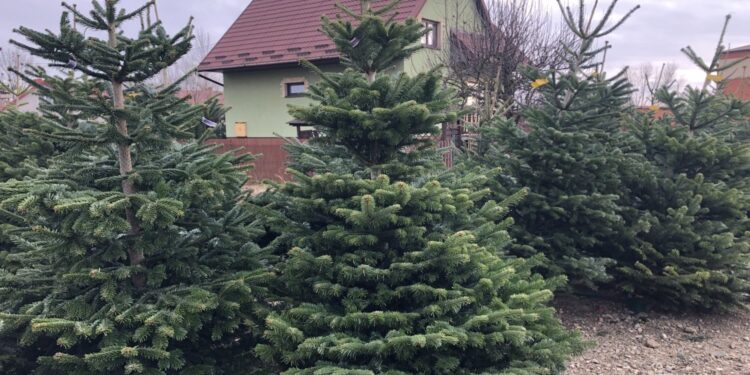 16.12.2019 Sandomierz. Choinki / Grażyna Szlęzak-Wójcik / Radio Kielce