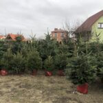 16.12.2019 Sandomierz. Choinki / Grażyna Szlęzak-Wójcik / Radio Kielce