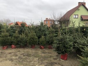16.12.2019 Sandomierz. Choinki / Grażyna Szlęzak-Wójcik / Radio Kielce