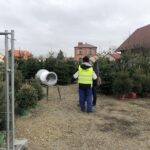 16.12.2019 Sandomierz. Choinki / Grażyna Szlęzak-Wójcik / Radio Kielce