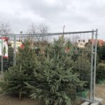 16.12.2019 Sandomierz. Choinki / Grażyna Szlęzak-Wójcik / Radio Kielce