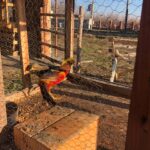 18.12.2019 Sandomierz. Budowa żywej szopki / Grażyna Szlęzak-Wójcik / Radio Kielce