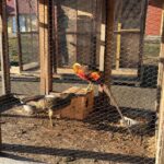 18.12.2019 Sandomierz. Budowa żywej szopki / Grażyna Szlęzak-Wójcik / Radio Kielce