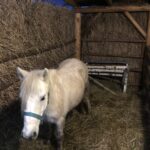 22.12.2019 Sandomierz. Żywa szopka / Grażyna Szlęzak-Wójcik / Radio Kielce