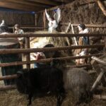 22.12.2019 Sandomierz. Żywa szopka / Grażyna Szlęzak-Wójcik / Radio Kielce