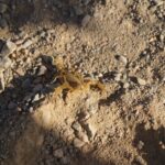 Iran / Krzysztof Krzemiński