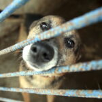 22.05.2016 Kielce. Schronisko dla zwierząt w Dyminach. / Jarosław Kubalski / Radio Kielce