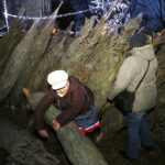 20.12.2019 Kielce. Ogród Radia Kielce. Choinki dla słuchaczy / Jarosław Kubalski / Radio Kielce