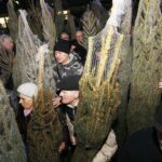 20.12.2019 Kielce. Ogród Radia Kielce. Choinki dla słuchaczy / Jarosław Kubalski / Radio Kielce