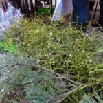 22.12.2019 Opatów. Jarmark bożonarodzeniowy / Emilia Sitarskia / Radio Kielce