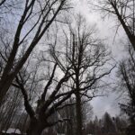 04.12.2019. Zagnańsk. Dąb Bartek. Prace ochronne / RDLP w Radomiu