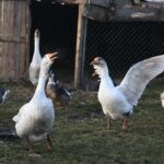 21.12.2019. Chęciny. Żywa szopka / Wiktor Taszłow / Radio Kielce