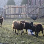 21.12.2019. Chęciny. Żywa szopka / Wiktor Taszłow / Radio Kielce