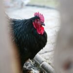 21.12.2019. Chęciny. Żywa szopka / Wiktor Taszłow / Radio Kielce