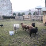 21.12.2019. Chęciny. Żywa szopka / Wiktor Taszłow / Radio Kielce