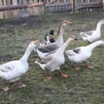 21.12.2019. Chęciny. Żywa szopka / Wiktor Taszłow / Radio Kielce