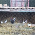 21.12.2019. Chęciny. Żywa szopka / Wiktor Taszłow / Radio Kielce