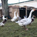 21.12.2019. Chęciny. Żywa szopka / Wiktor Taszłow / Radio Kielce