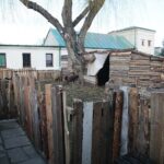 21.12.2019. Chęciny. Żywa szopka / Wiktor Taszłow / Radio Kielce