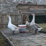 21.12.2019. Chęciny. Żywa szopka / Wiktor Taszłow / Radio Kielce