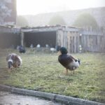 21.12.2019. Chęciny. Żywa szopka / Wiktor Taszłow / Radio Kielce