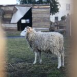 21.12.2019. Chęciny. Żywa szopka / Wiktor Taszłow / Radio Kielce